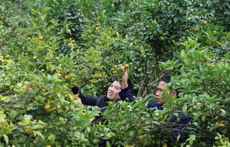 《中國建設報》、人民網(wǎng)等媒體報道公司脫貧攻堅成果